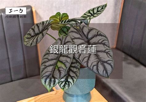 觀音蓮 風水|銀龍觀音蓮風水：靈性與寧靜的結合 – 植物盆栽綠寶典